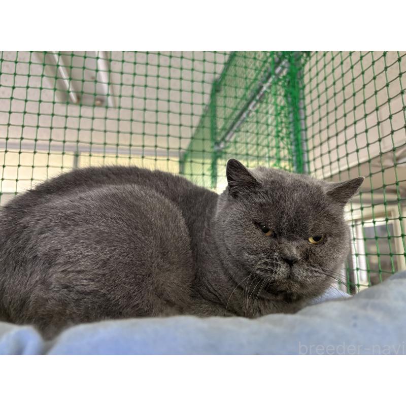 販売中の千葉県のブリティッシュショートヘア-83383