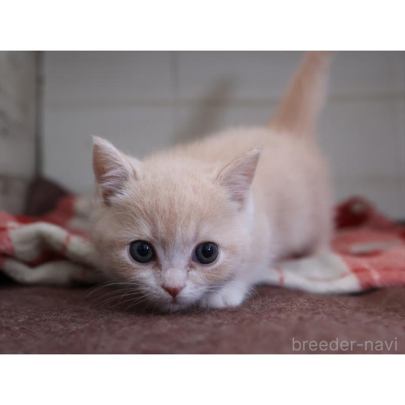 成約済の愛知県のマンチカン(短足)-134682の12枚目
