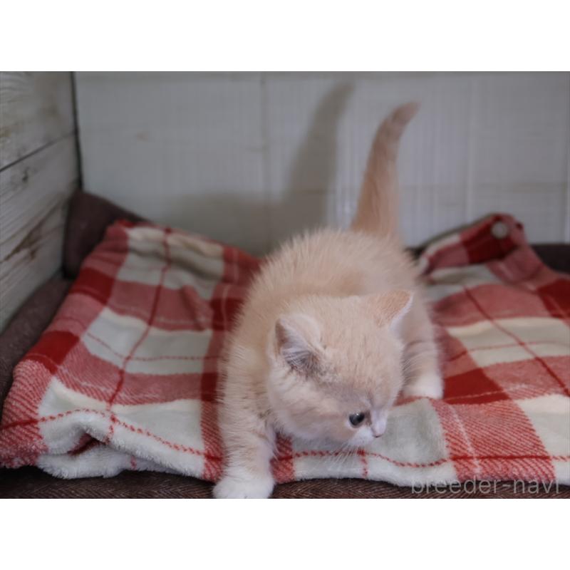 成約済の愛知県のマンチカン(短足)-134682の11枚目