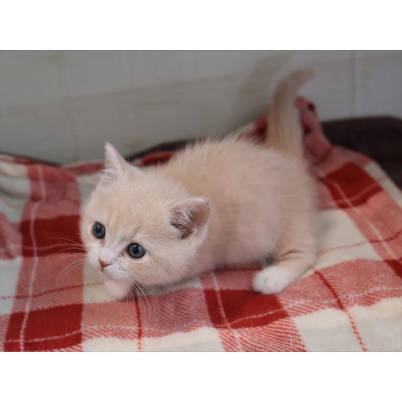 成約済の愛知県のマンチカン(短足)-134682の10枚目