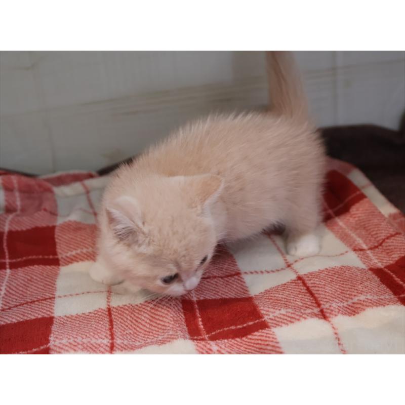 成約済の愛知県のマンチカン(短足)-134682の9枚目