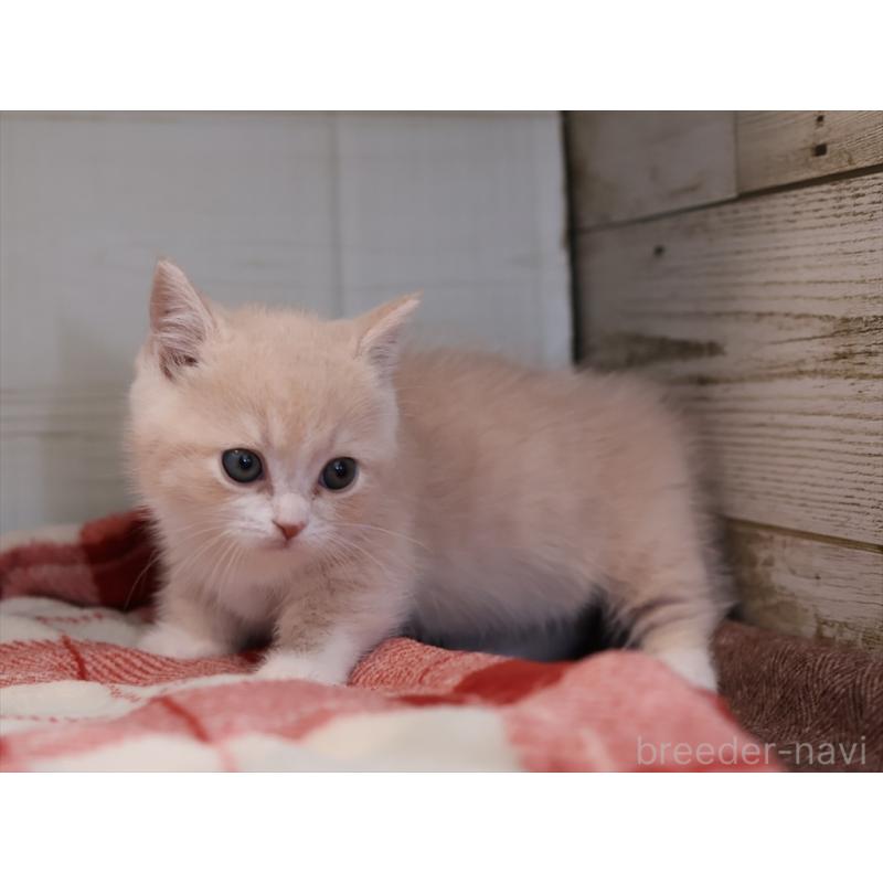 成約済の愛知県のマンチカン(短足)-134682の7枚目