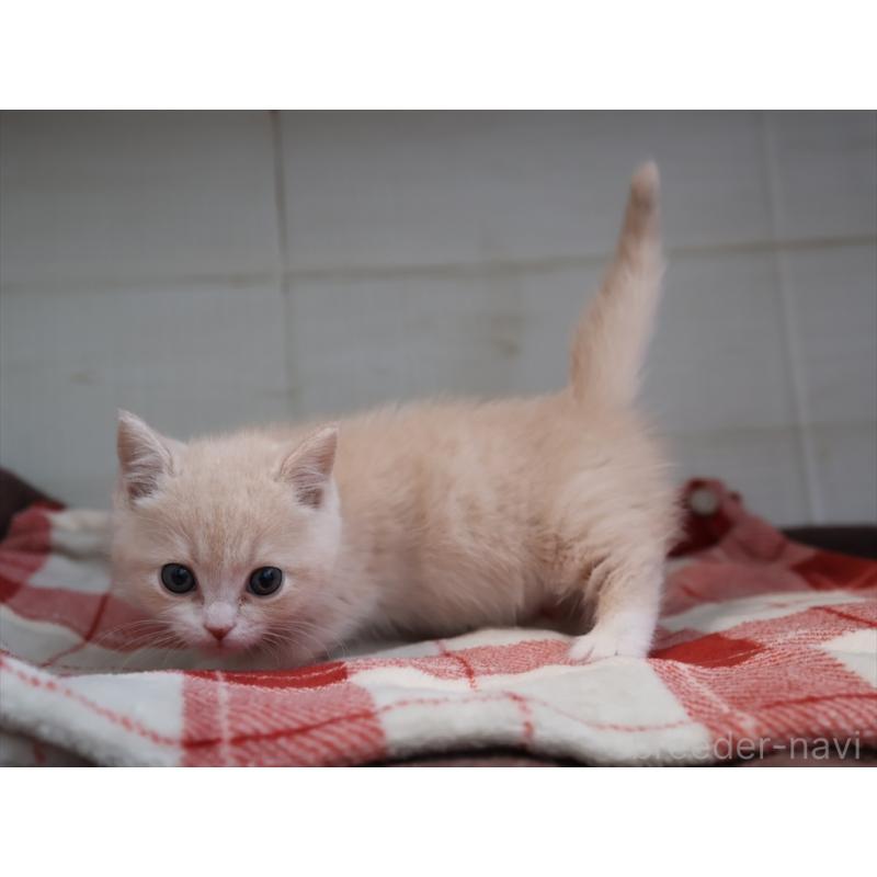 成約済の愛知県のマンチカン(短足)-134682の6枚目