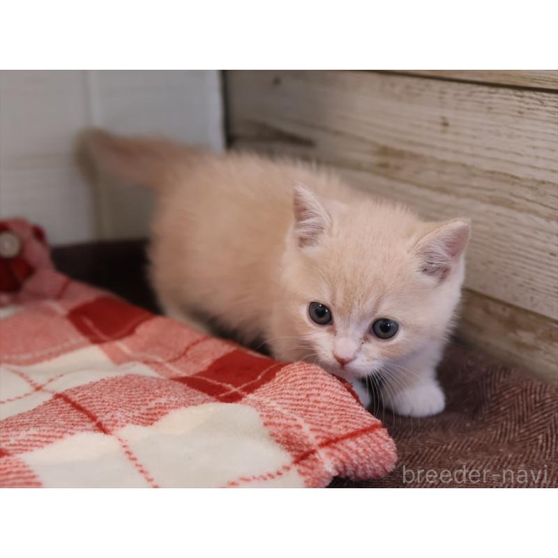 成約済の愛知県のマンチカン(短足)-134682の4枚目