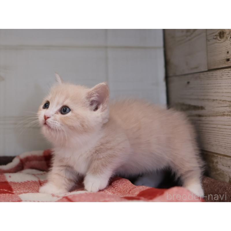 成約済の愛知県のマンチカン(短足)-134682の3枚目