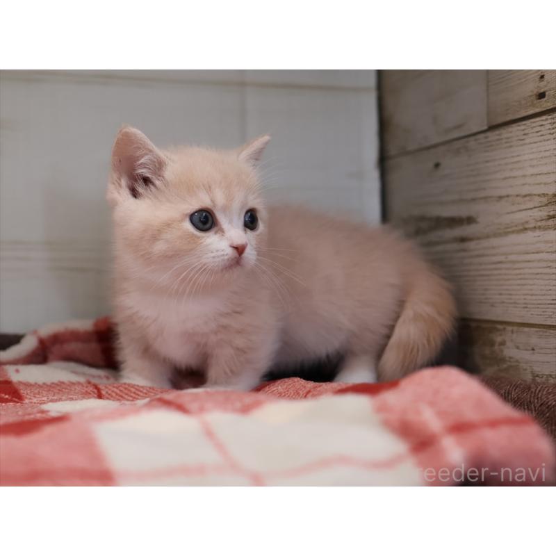 成約済の愛知県のマンチカン(短足)-134682の2枚目