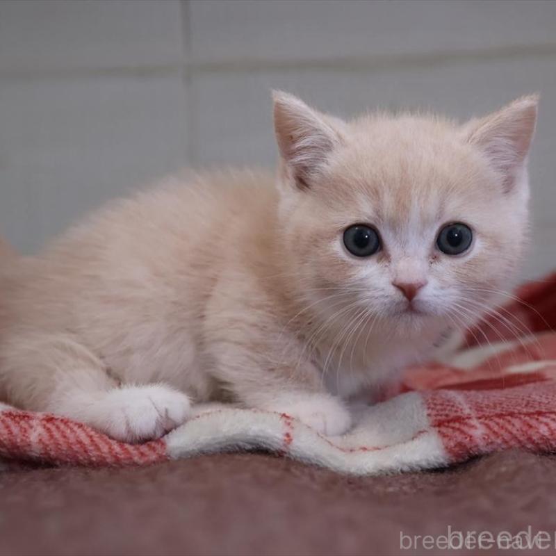 成約済の愛知県のマンチカン(短足)-134682の1枚目
