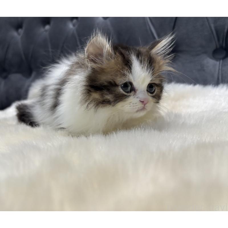 成約済の鹿児島県のミヌエット(短足)-133253の8枚目