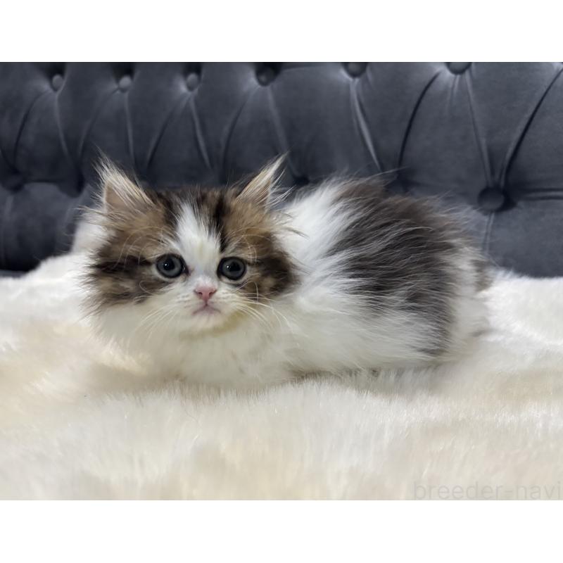 成約済の鹿児島県のミヌエット(短足)-133253の7枚目