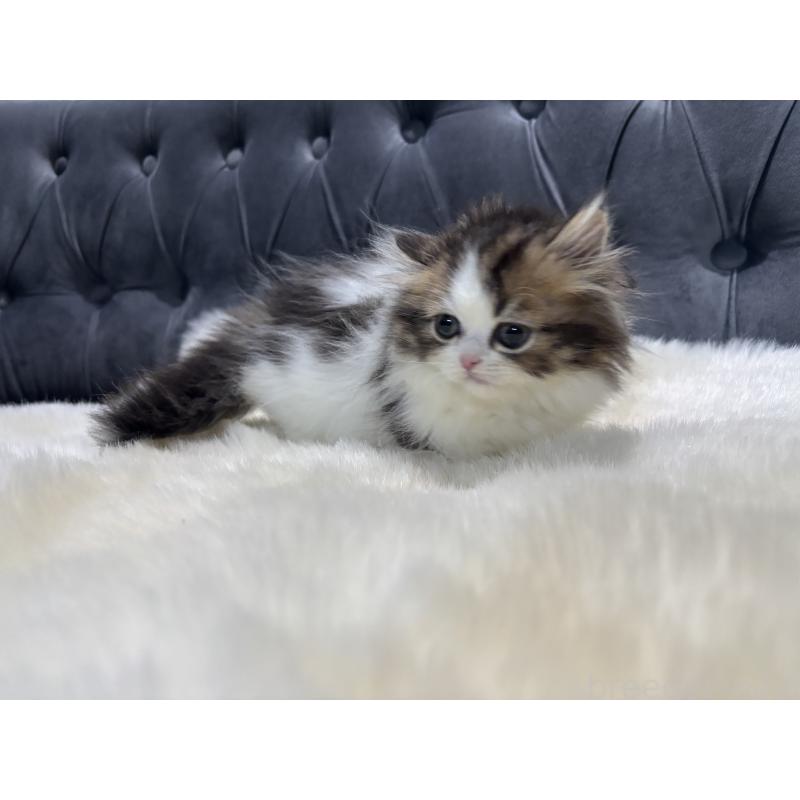 成約済の鹿児島県のミヌエット(短足)-133253の6枚目