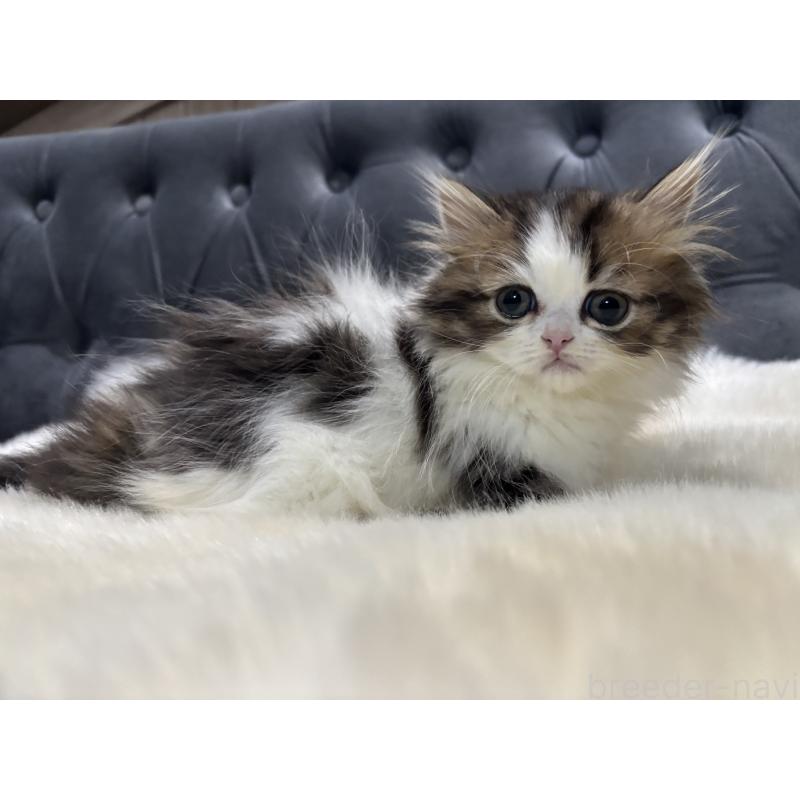 成約済の鹿児島県のミヌエット(短足)-133253の1枚目