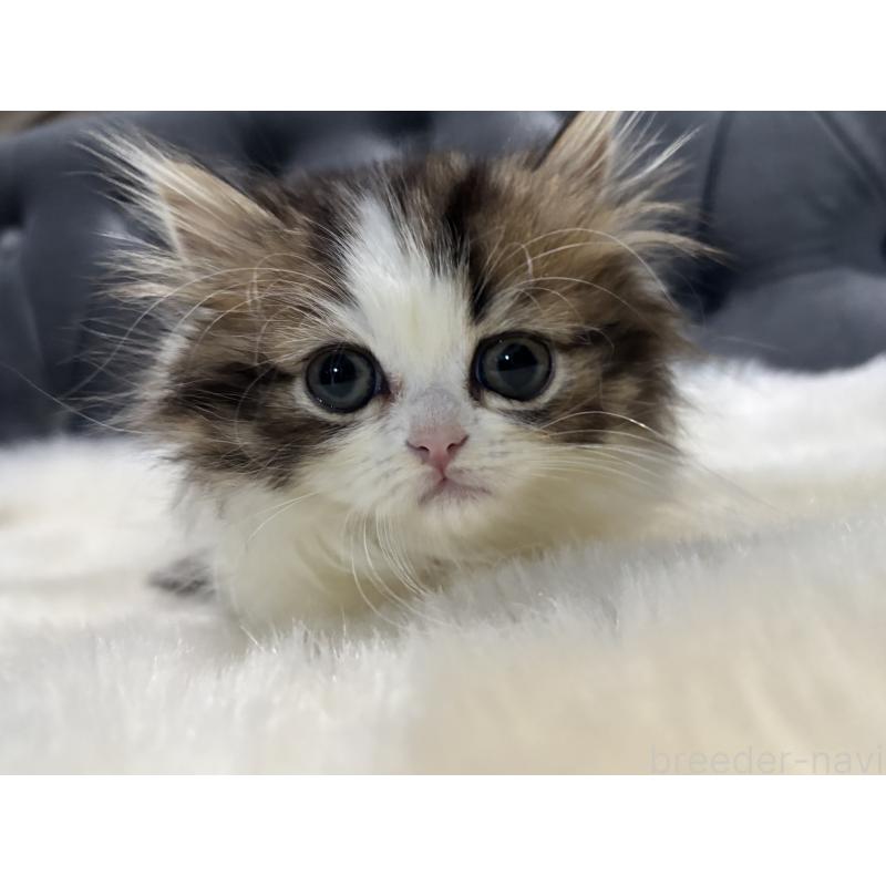 成約済の鹿児島県のミヌエット(短足)-133253の5枚目