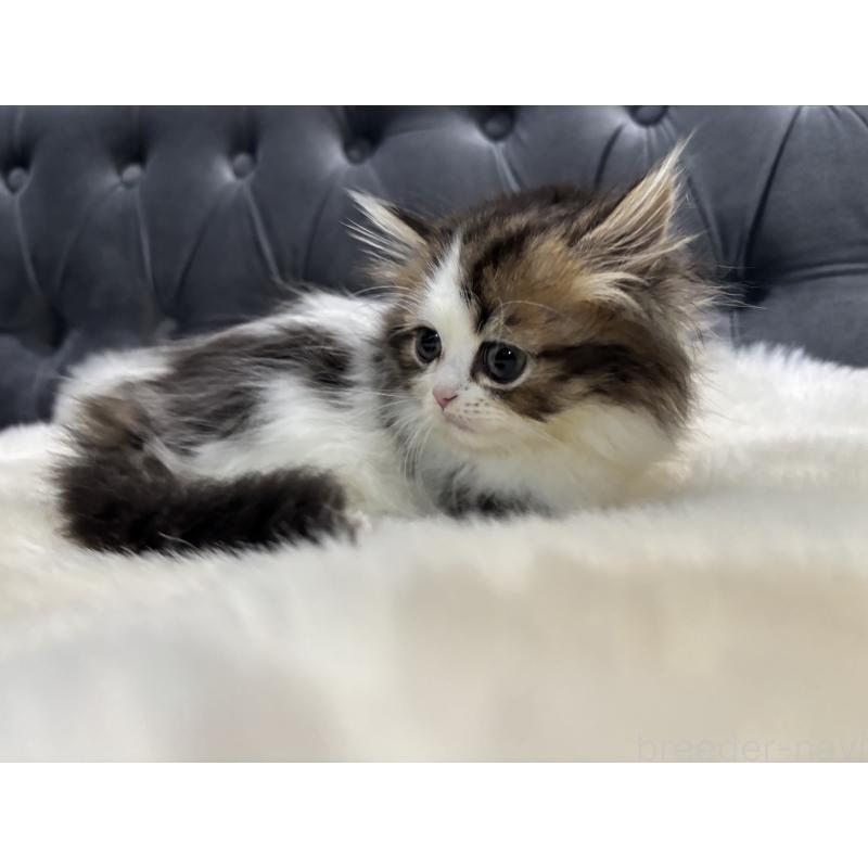 成約済の鹿児島県のミヌエット(短足)-133253の4枚目