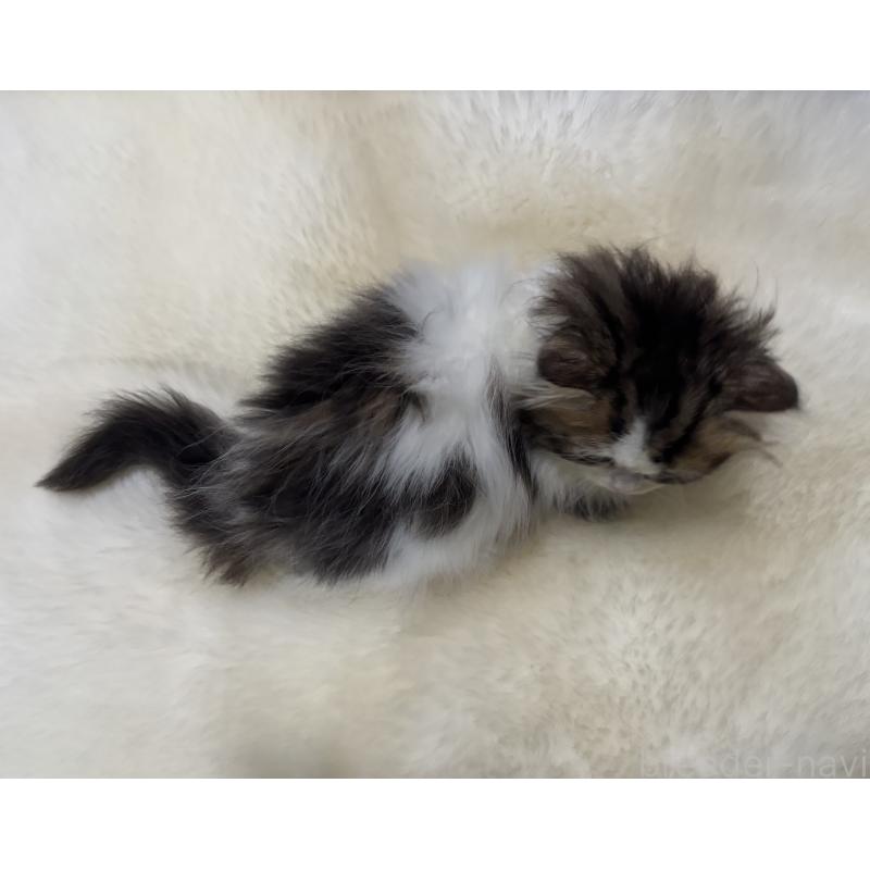 成約済の鹿児島県のミヌエット(短足)-133253の3枚目