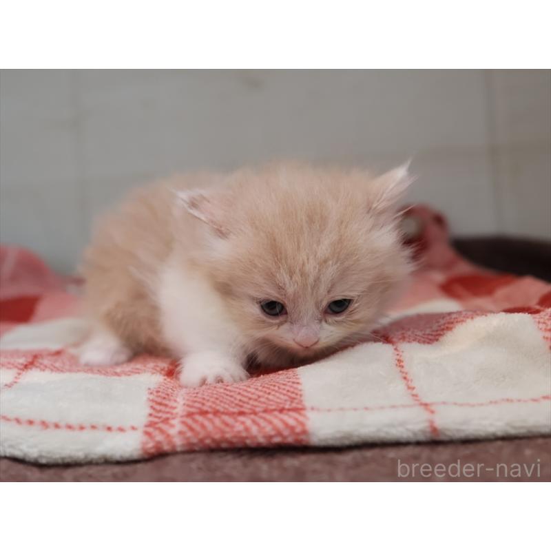 販売中の愛知県のマンチカン(短足)-134683の9枚目