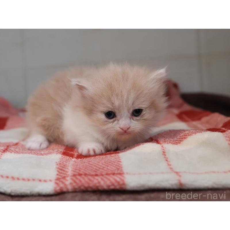 販売中の愛知県のマンチカン(短足)-134683の8枚目