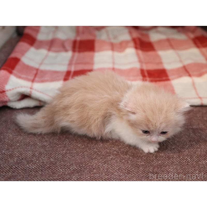 販売中の愛知県のマンチカン(短足)-134683の7枚目