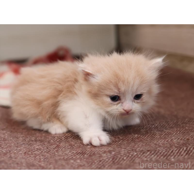 販売中の愛知県のマンチカン(短足)-134683の6枚目