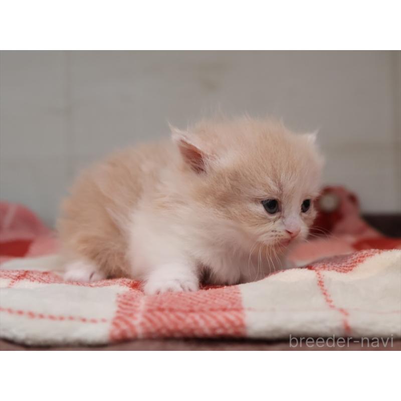 販売中の愛知県のマンチカン(短足)-134683の4枚目