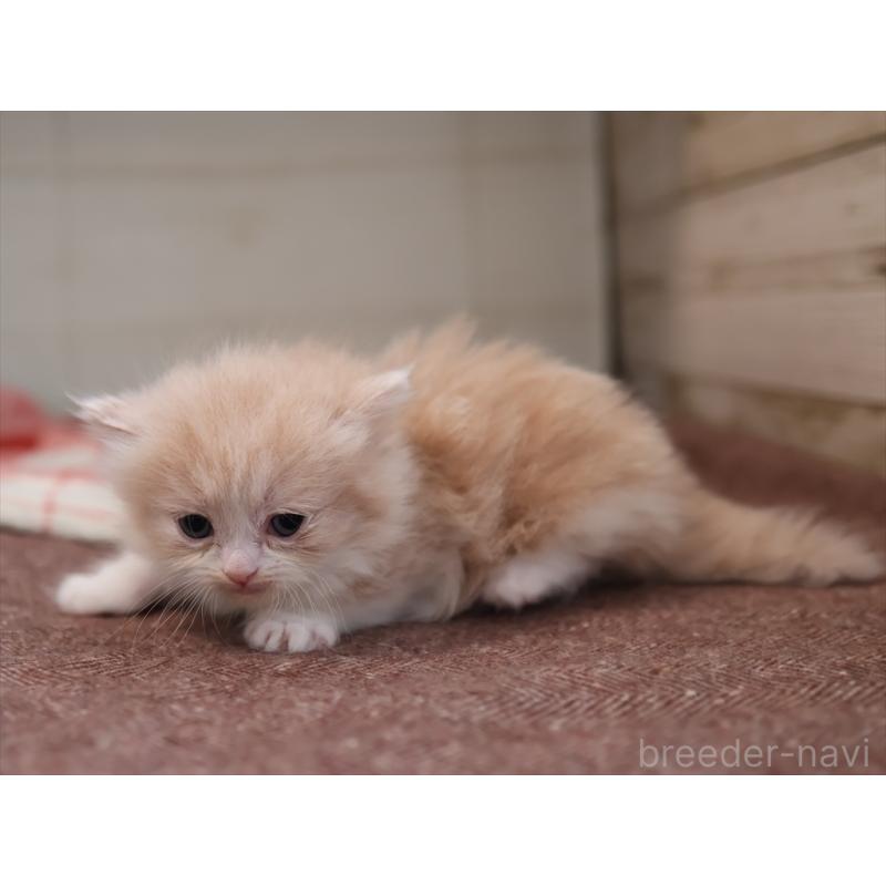 販売中の愛知県のマンチカン(短足)-134683の3枚目