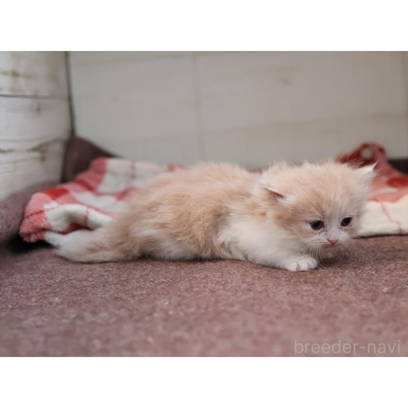 販売中の愛知県のマンチカン(短足)-134683の2枚目