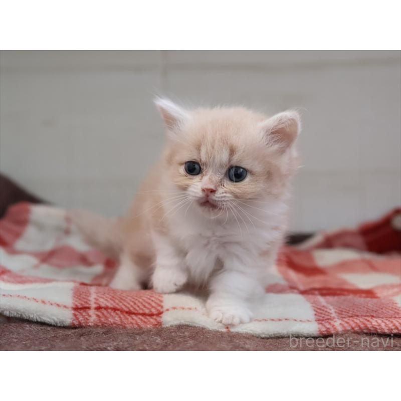 販売中の愛知県のマンチカン(短足)-134684の9枚目