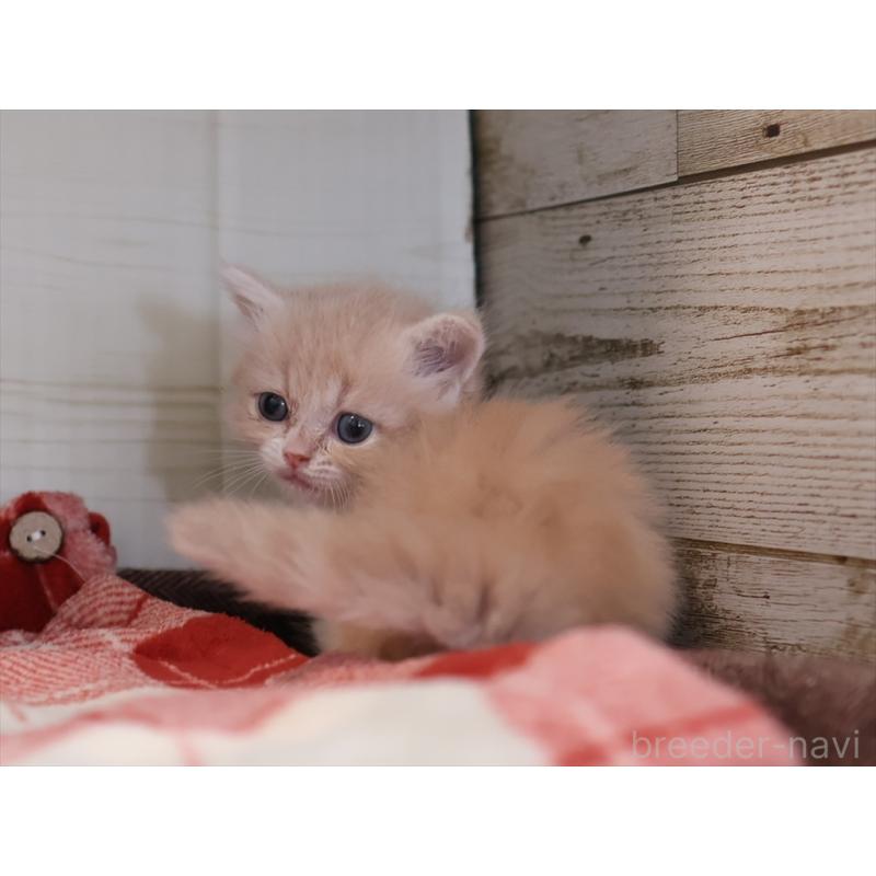 販売中の愛知県のマンチカン(短足)-134684の8枚目