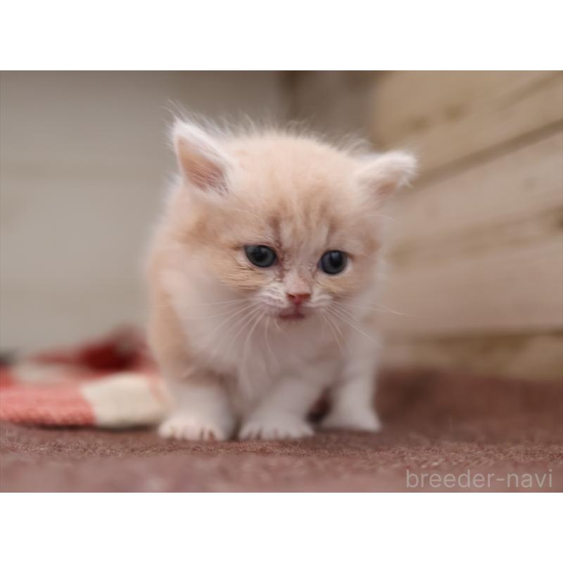 販売中の愛知県のマンチカン(短足)-134684の7枚目