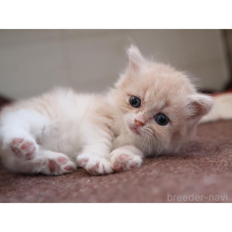 販売中の愛知県のマンチカン(短足)-134684の6枚目