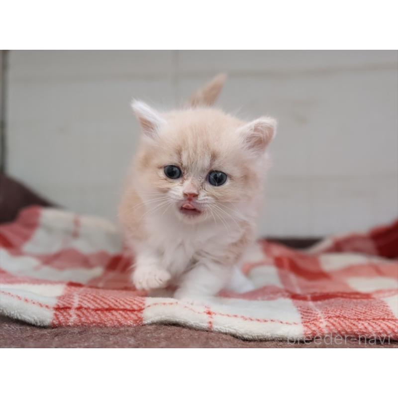 販売中の愛知県のマンチカン(短足)-134684の5枚目