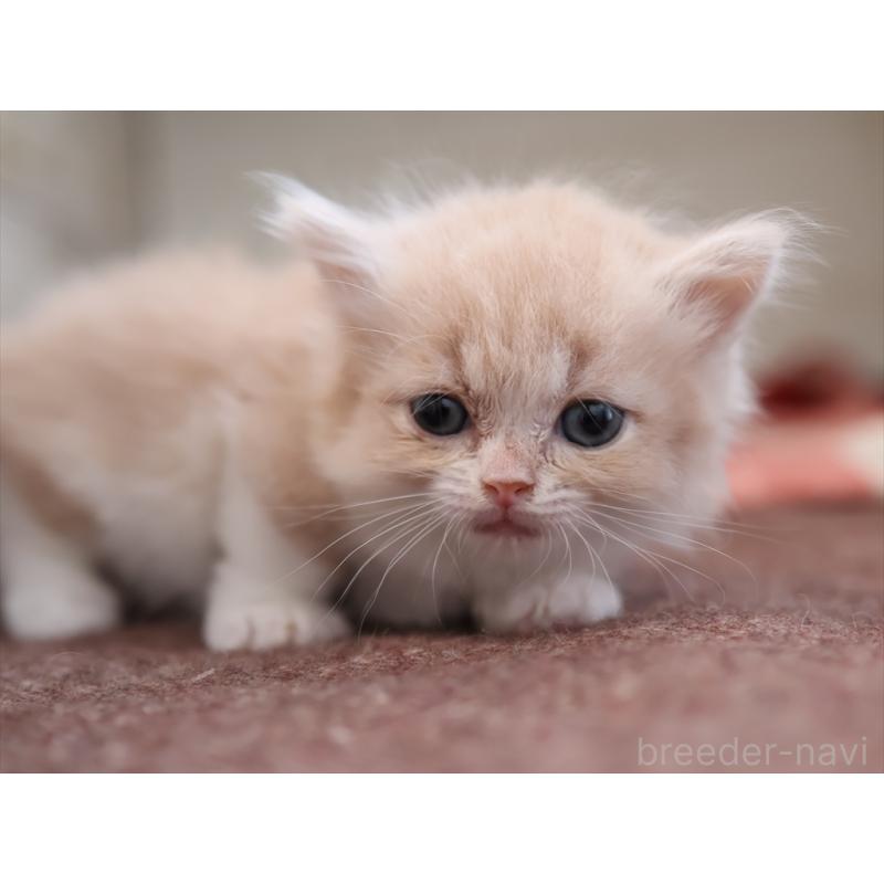 販売中の愛知県のマンチカン(短足)-134684の4枚目