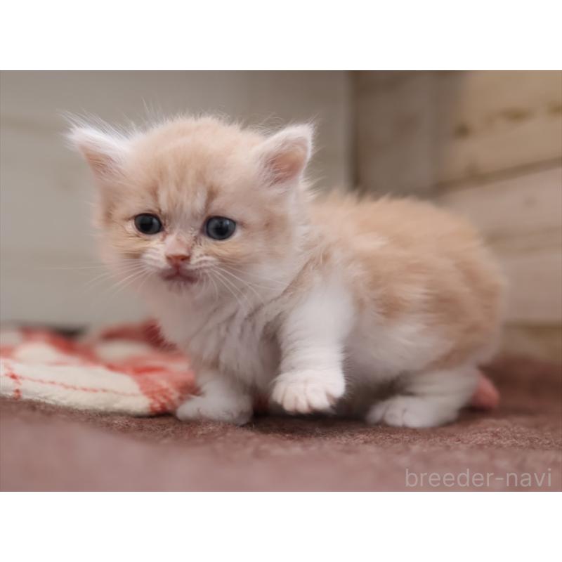 販売中の愛知県のマンチカン(短足)-134684の2枚目