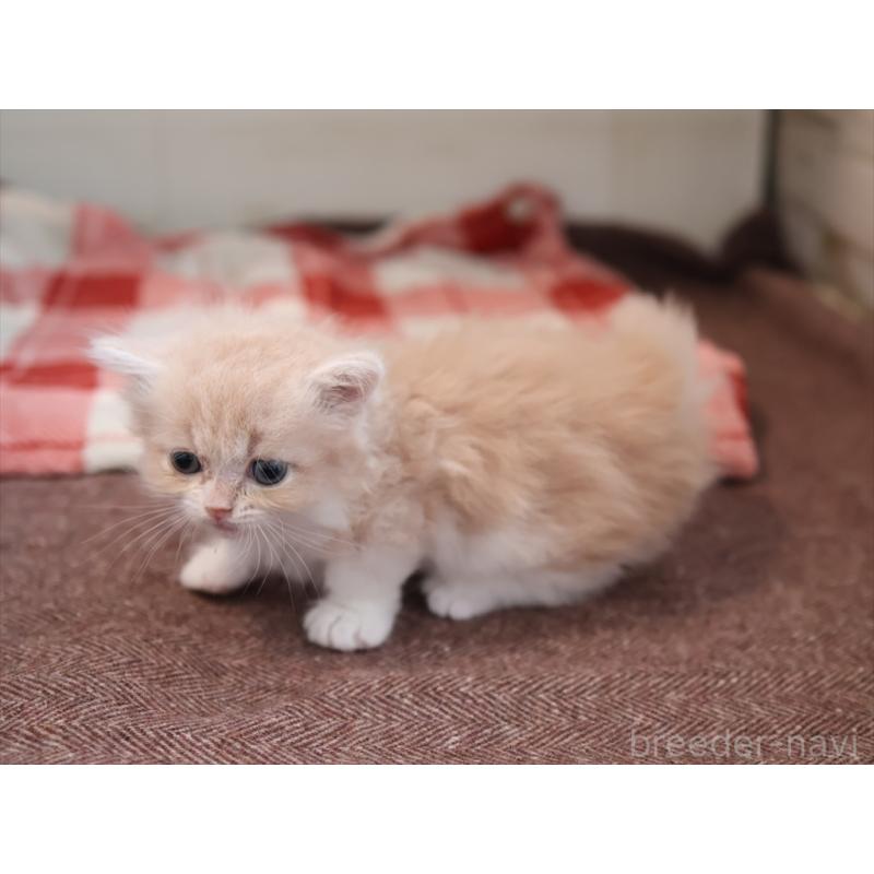 販売中の愛知県のマンチカン(短足)-134684の3枚目