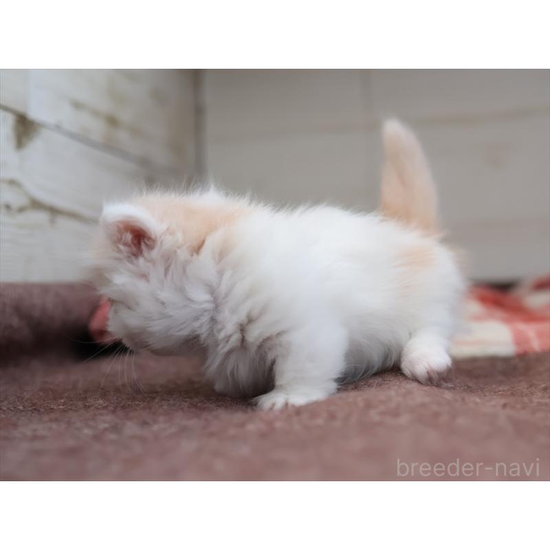 販売中の愛知県のマンチカン(短足)-134685の7枚目