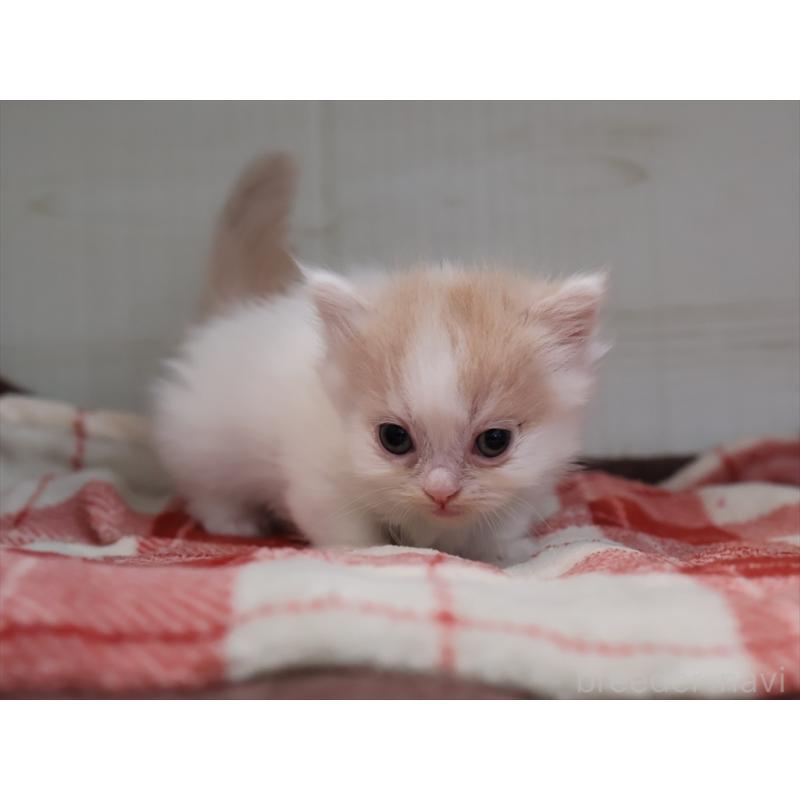 販売中の愛知県のマンチカン(短足)-134685の4枚目