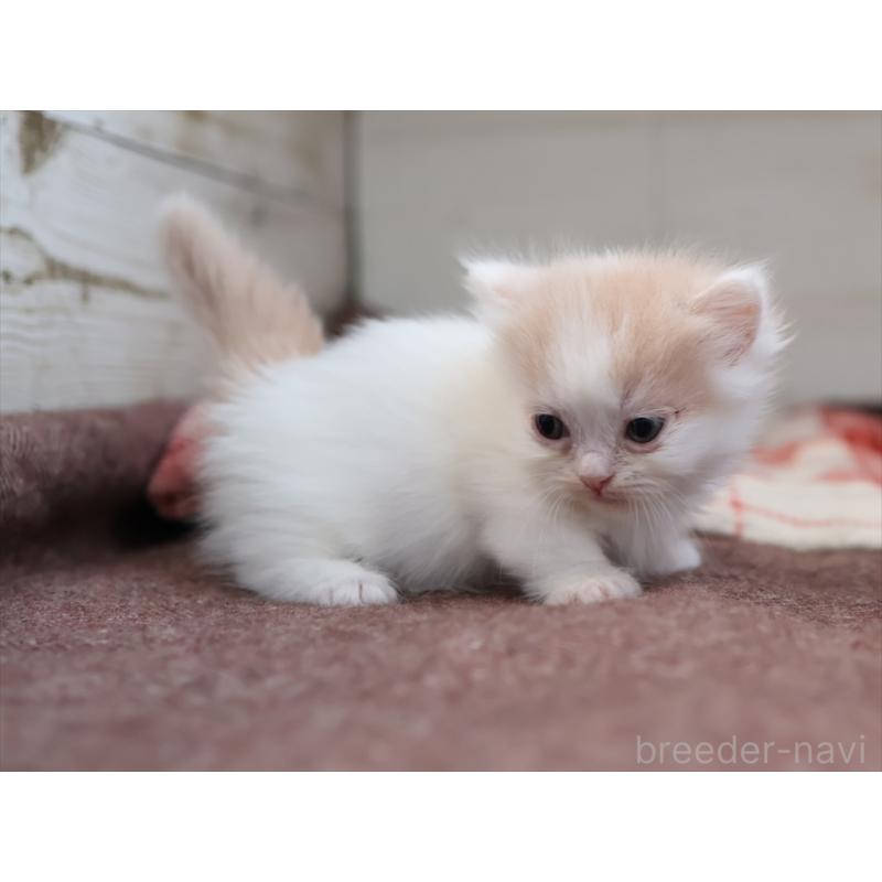 販売中の愛知県のマンチカン(短足)-134685の2枚目