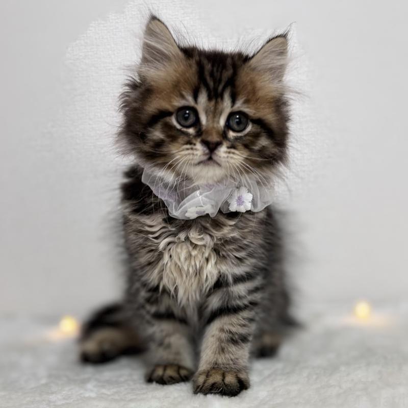 販売中の埼玉県のブリティッシュショートヘア-132323の2枚目