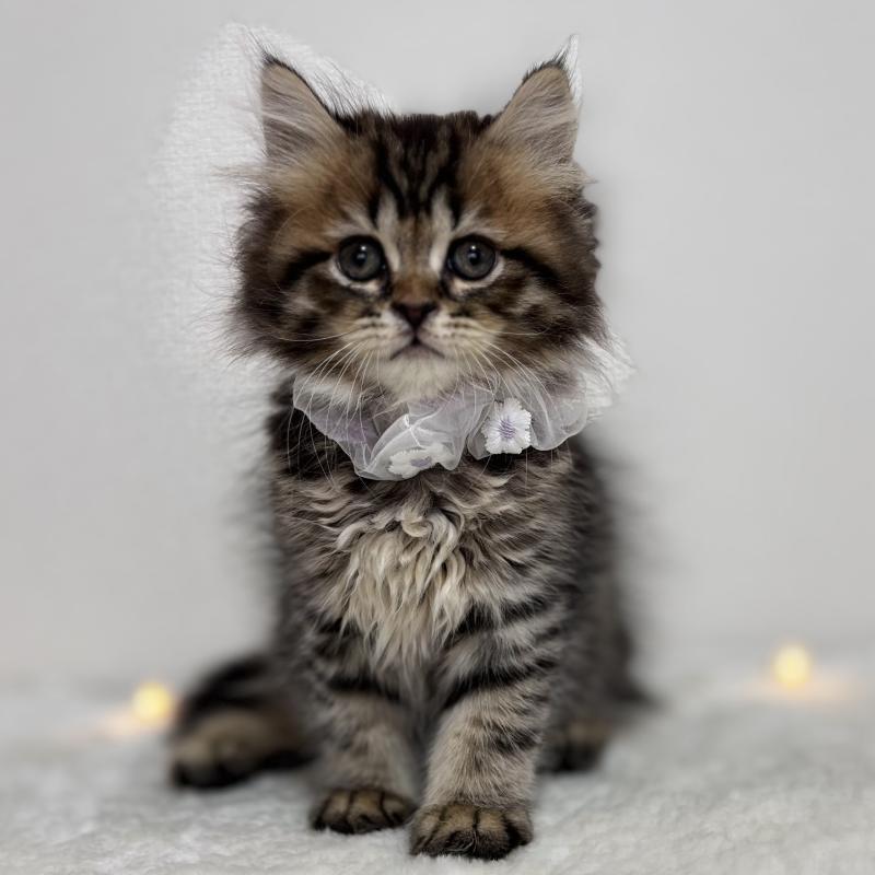 販売中の埼玉県のブリティッシュショートヘア-132323