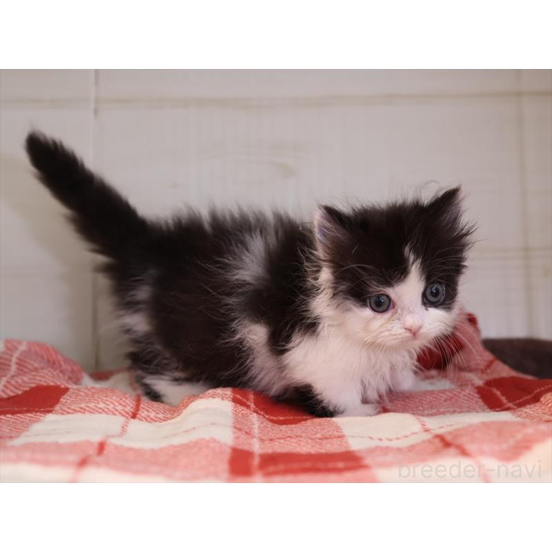 販売中の愛知県のマンチカン(短足)-134686の13枚目