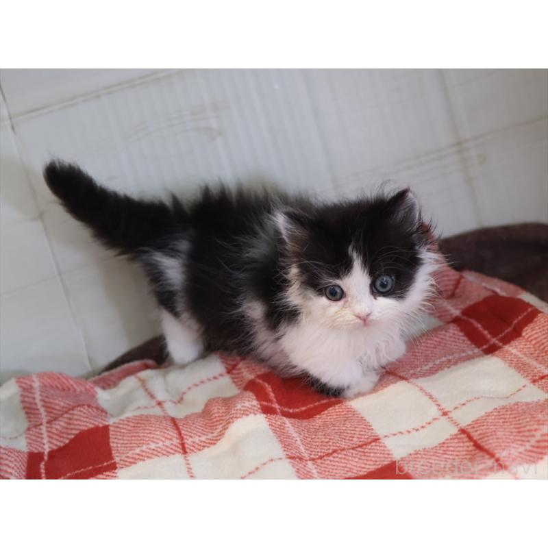 販売中の愛知県のマンチカン(短足)-134686の12枚目