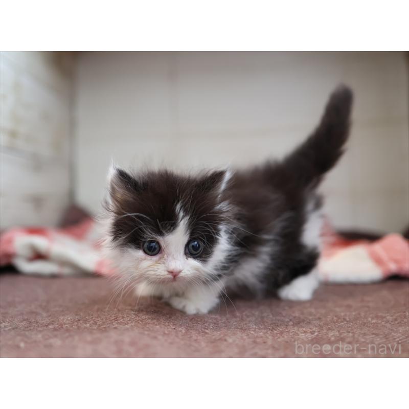 販売中の愛知県のマンチカン(短足)-134686の10枚目