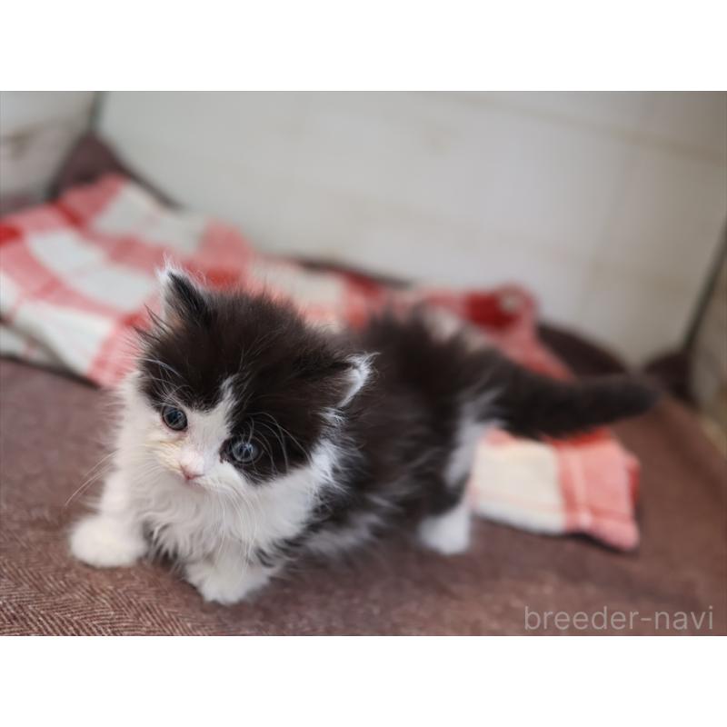 販売中の愛知県のマンチカン(短足)-134686の9枚目