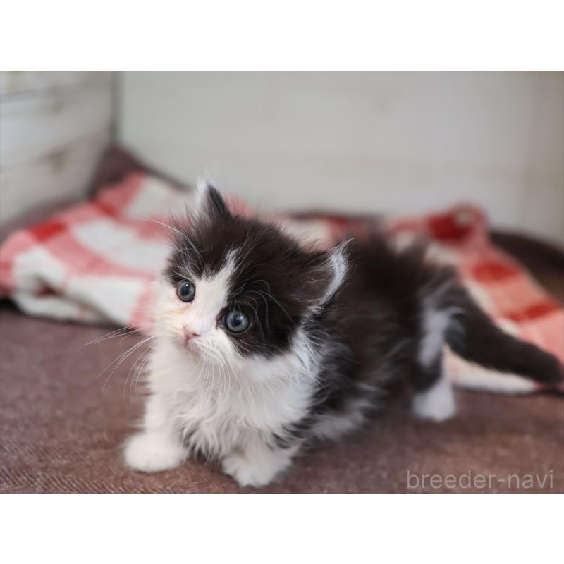 販売中の愛知県のマンチカン(短足)-134686の8枚目