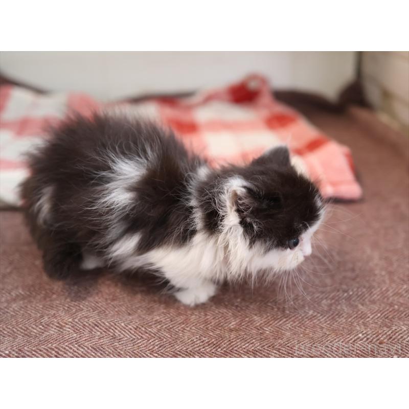 販売中の愛知県のマンチカン(短足)-134686の7枚目