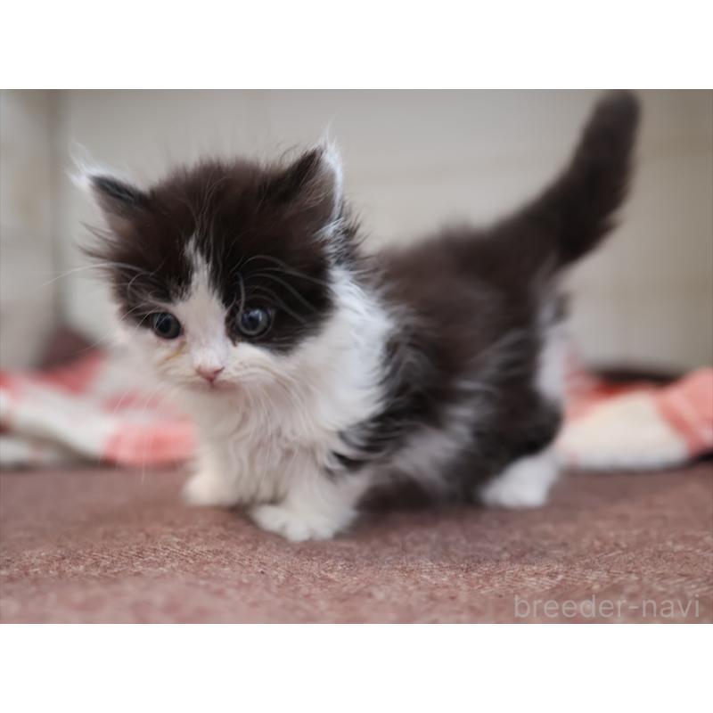 販売中の愛知県のマンチカン(短足)-134686の5枚目