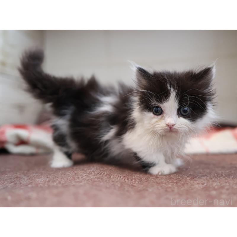 販売中の愛知県のマンチカン(短足)-134686の4枚目