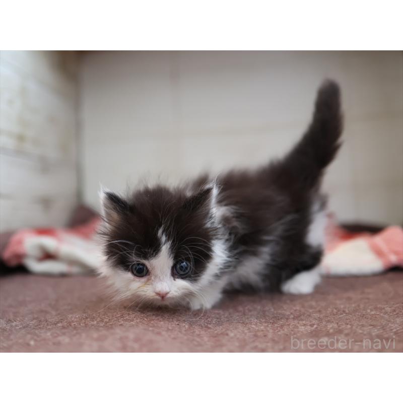 販売中の愛知県のマンチカン(短足)-134686の3枚目