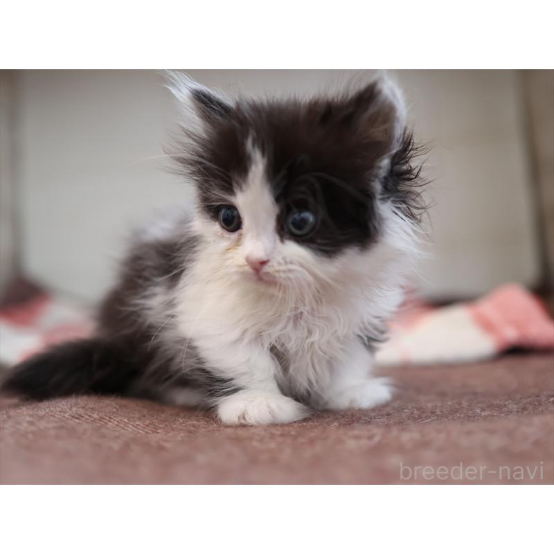 販売中の愛知県のマンチカン(短足)-134686の2枚目