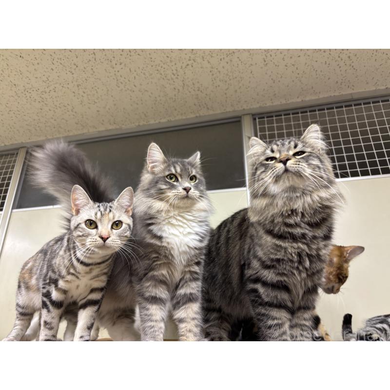 販売中の千葉県のサイベリアン-119268の2枚目