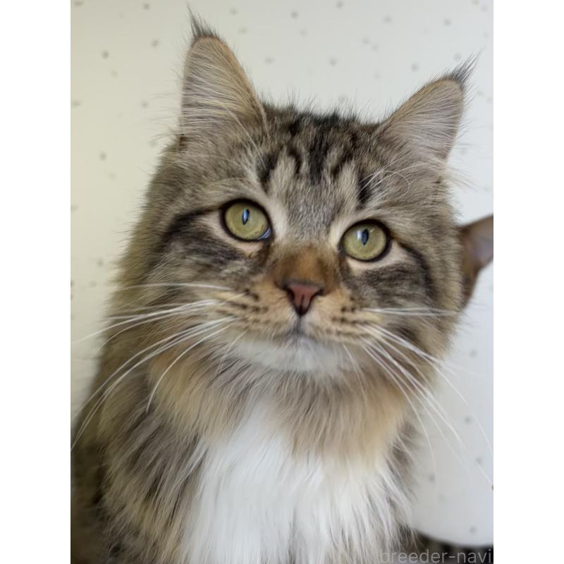 販売中の千葉県のサイベリアン-130192